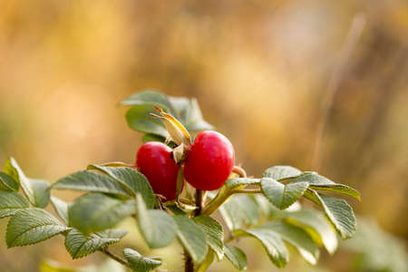Red rosehip berries, autumn harvest of healthy berriesの写真素材