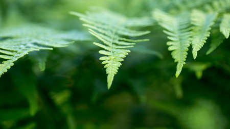 Green leaves of a young fern in spring and early morning under the bright sun