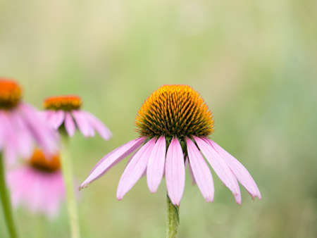 Bright beautiful bouquet of yellow white and red flowers, fragment, close. High quality photoの写真素材