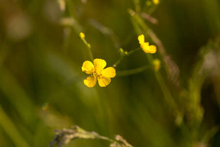 The first spring flowers, bright and colorful