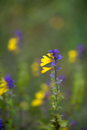 Bright summer flowers, beautiful and saturated shadesの写真素材