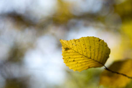 Hornbeam tree with colorful autumn leaves in sunny light.