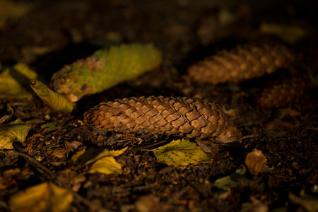 Fir cones and wild flowers among the green grass. natural summer background
