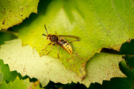 Highly detailed close-up of a hornet on a colored background
