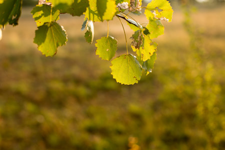 Leaves of trees in the soft rays of the setting sun