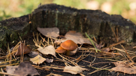 Harvesting forest mushrooms from ecologically clean placesの写真素材