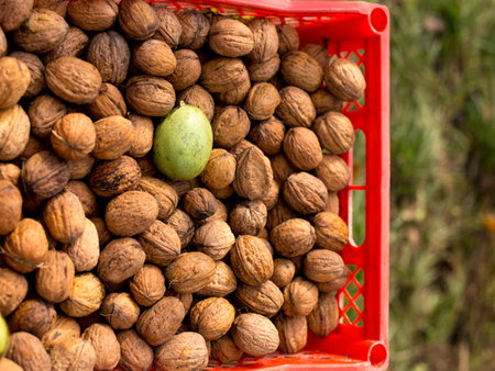 Walnut, a new crop of healthy and tasty nuts