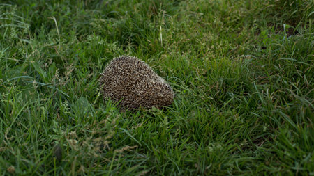 Domestic hedgehog, handmade young hedgehog for a walkの写真素材