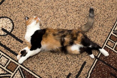 Spotted cat, long hair and three colorsの写真素材