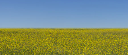 Summer field panorama, farmland under clear sky