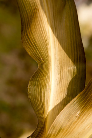 Leaves of mature corn close-up, yellow background