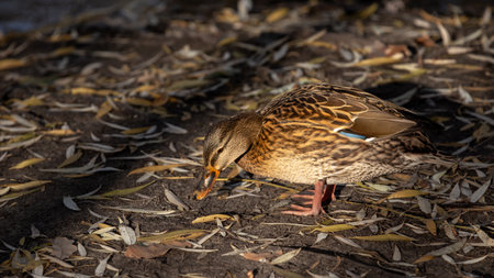 A Gadwall duck drake flapping its wings, revealing its colorful wing feathers in a calm tranquil lake.の写真素材
