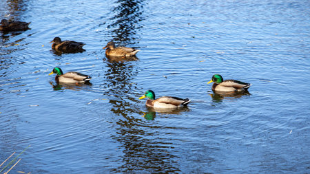 Wild ducks on a clear lake, bright and full of vitalityの写真素材
