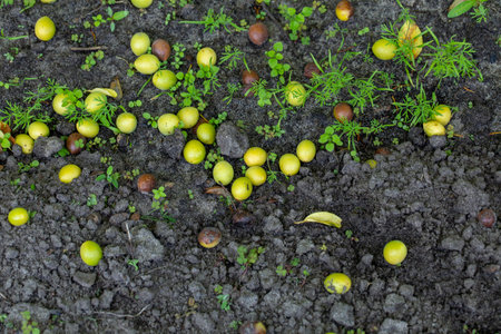 Fallen fruits on the ground, cherry plum unripe and rotten