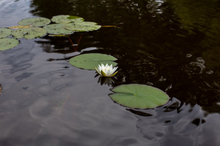 Water lily, beautiful plant in clear waterの写真素材