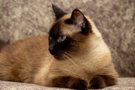Siamese domestic cat with beautiful blue eyesの写真素材