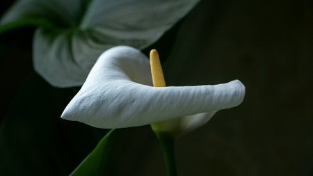 White Calla Lilly flower Isolated on a black backgroundの写真素材
