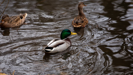 A Gadwall duck drake flapping its wings, revealing its colorful wing feathers in a calm tranquil lake.の写真素材