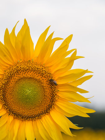 Sunflower close up, early morning in summerの写真素材