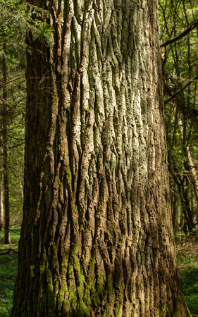 Large oak tree in the wild, forest areaの写真素材