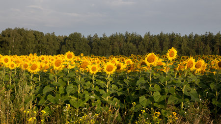 Sunflower field in the early morning, bright and large flowersの写真素材