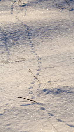 Footprints, fresh snow sparkles under the bright sunの写真素材