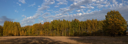Autumn cloudy windy weather rural landscape with brown and orange meadow and forest. Sky with dark clouds.の写真素材