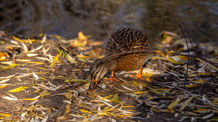 A Gadwall duck drake flapping its wings, revealing its colorful wing feathers in a calm tranquil lake.の写真素材