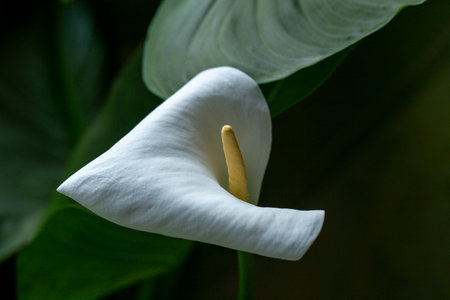 White kala flower, large and beautiful to delight the eyeの写真素材