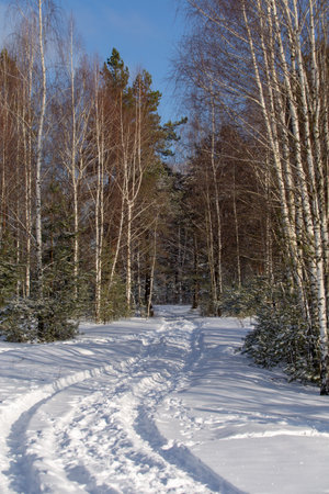 Forest in snowy winter, clean snow on calm treesの写真素材