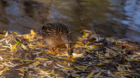 Wild ducks on a clear lake, bright and full of vitalityの写真素材