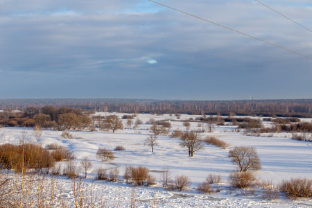 Forest in snowy winter, clean snow on calm treesの写真素材