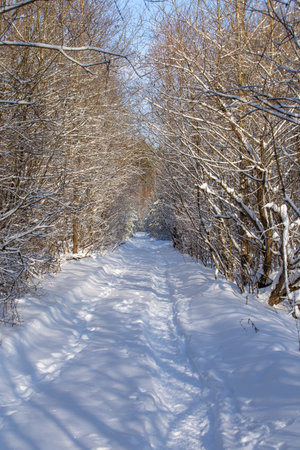 Forest in snowy winter, clean snow on calm treesの写真素材