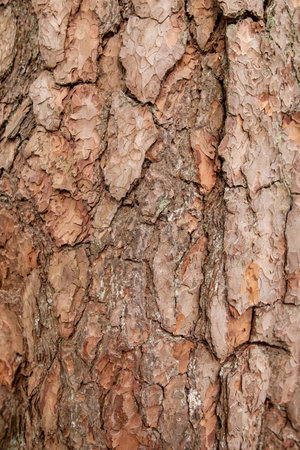 Tree bark texture close-up, pine bark