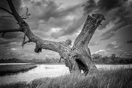A dry tree on a high riverbank, beautiful cloudsの写真素材