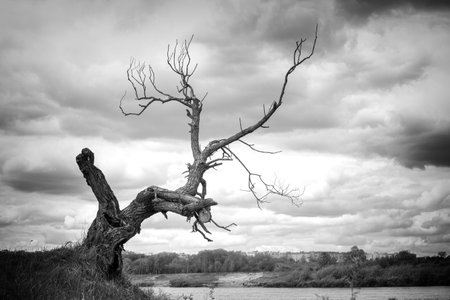 A dry tree on a high riverbank, beautiful cloudsの写真素材