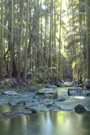 tropical reflections in jungle rain forest streamの写真素材