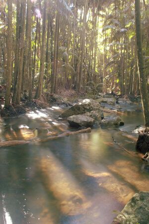 Tea colored water under the rainforest canopyの写真素材