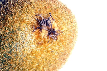 close up macro of kiwi fruit isolated on whiteの写真素材