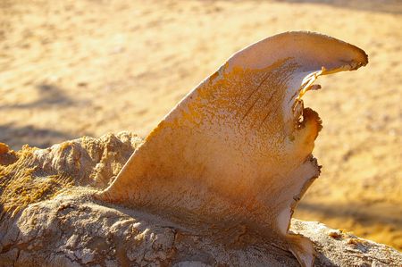mummified sharks on the Egypt red seaの写真素材