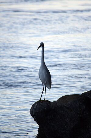 egret on the banks of the nile aswan egyptの写真素材