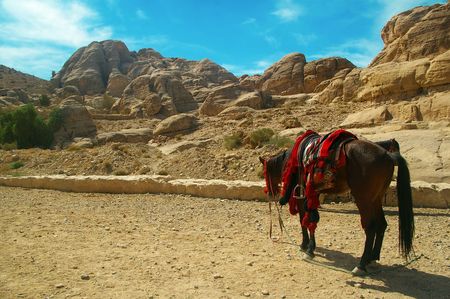 horse in the landmark reserve of petra Jordan の写真素材