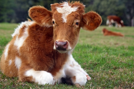 cute baby cow in the rural setting of the sunshine coast hinterlandの写真素材