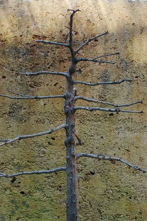 close up of bonsai against a grungy looking wall or dead stick or espalier の写真素材