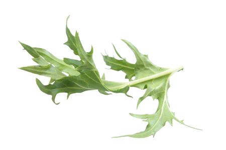 rocket salad variety isolated over white backgroundの写真素材