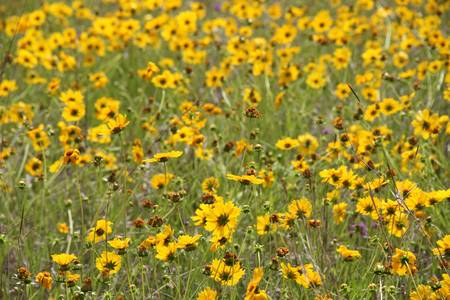 australia yellow flower weed in paddock rural areaの写真素材