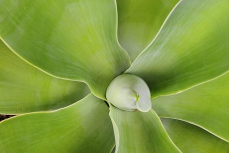 Agave succulent medicinal plant macro close upの写真素材
