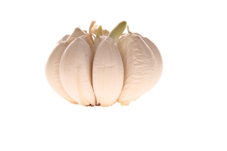 a garlic bulb segments isolated over white with sproutの写真素材