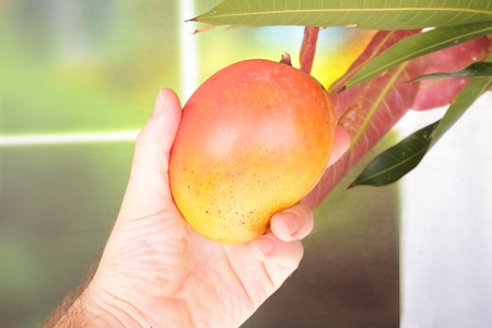 mango tropical fruit with male hand picking fruit from treeの写真素材
