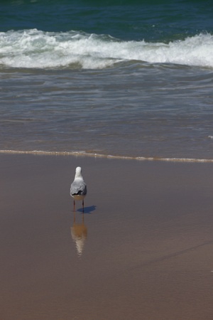 gold coast surfers paradise beach australia queenslandの写真素材